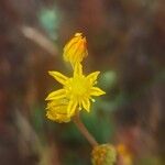 Petrosedum amplexicaule Kvet