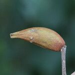 Combretum collinum Fruit
