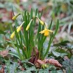 Narcissus jonquilla Leaf