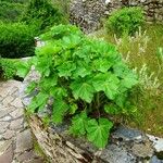 Alcea rosea Habitus