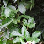 Passiflora edulis 整株植物
