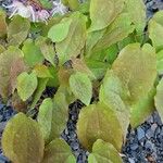 Epimedium grandiflorum Leaf