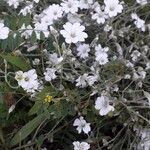 Cerastium tomentosumFlower