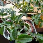 Schinus terebinthifolia Blatt