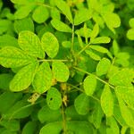 Senna obtusifolia Feuille