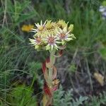 Sempervivum grandiflorum Hábito