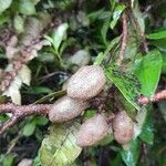 Pariana campestris Fruit