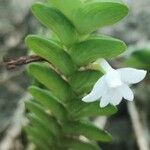 Angraecum distichum Flower