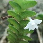 Angraecum distichum Floare