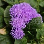 Ageratum houstonianum Flor