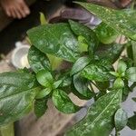 Andrographis paniculata Leaf