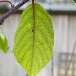 Frangula alnus Foglia