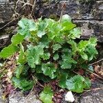 Heuchera sanguineaFolio