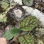 Hieracium venosum Leaf