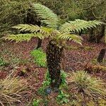 Dicksonia antarctica 整株植物