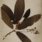 Saurauia napaulensis 其他