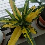 Codiaeum variegatumपत्ता