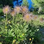 Pulsatilla alpina Habit