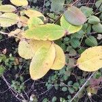 Amelanchier ovalis Blad