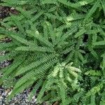 Adiantum pedatum Habit