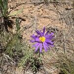 Machaeranthera tanacetifolia Flor