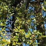 Laurus novocanariensis Лист
