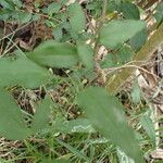 Clematis crispa Habitat