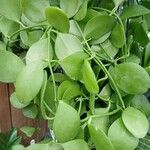 Dischidia imbricata عادت داشتن