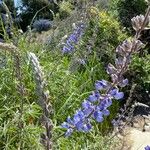 Lupinus nootkatensis Цвят