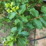 Lagerstroemia speciosa Blad