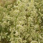 Galium mollugo Агульны выгляд