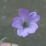Geranium columbinum Blüte