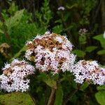 Stevia monardifolia