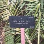 Jubaea chilensis Yaprak