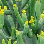 Euphorbia aphylla Corteza
