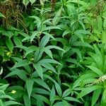 Veronicastrum virginicum Leaf