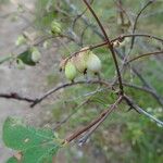 Symphoricarpos rotundifolius Fruto