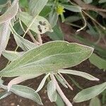 Borrichia frutescens Leaf