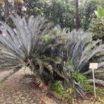 Encephalartos lehmannii ശീലം