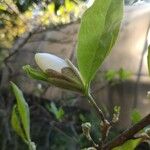 Magnolia stellata Листок