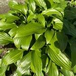 Hosta lancifolia ᱥᱟᱠᱟᱢ