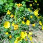 Hieracium glaucinum Flower