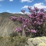 Rhododendron lapponicum অভ্যাস