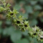 Stachys sylvatica Frugt