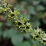 Stachys sylvatica Vili