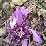 Lathraea clandestina Flower