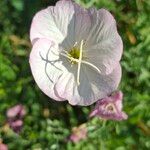 Oenothera speciosaFlor