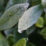 Cerastium tomentosum Hoja
