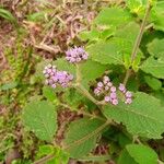 Vernonia brachycalyx Λουλούδι