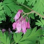 Dicentra formosa 花